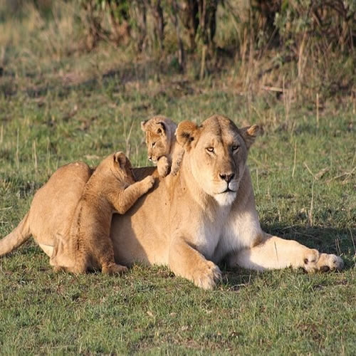 3 Days Masai Mara Safari