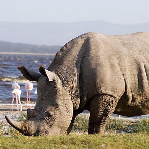 4 Days Masai Mara / Lake Nakuru Safari