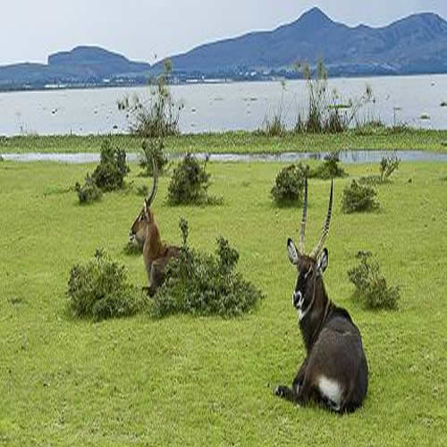 5 Days Lake Naivasha - Lake Nakuru - Masai Mara Safari