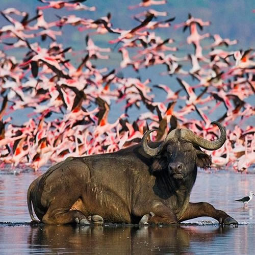 Lake Nakuru Day Tour