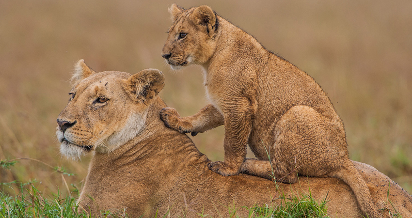 2 Days Masai Mara Safari
