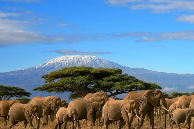 3 Days Amboseli Safari