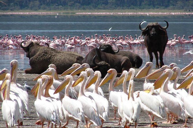Lake Nakuru Day Tour